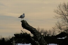Larus delawarensis