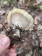 Lactarius scrobiculatus canadensis