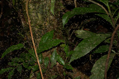 Phlebotominae