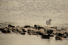 Larus delawarensis