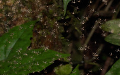Phlebotominae