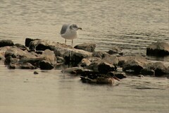Larus delawarensis