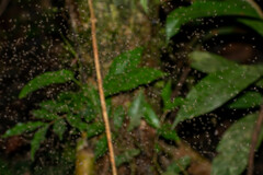 Phlebotominae