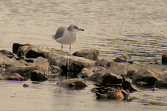 Larus delawarensis