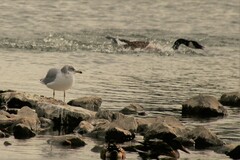 Larus delawarensis