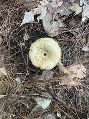 Lactarius scrobiculatus canadensis