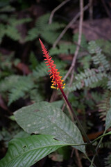 Palicourea subspicata