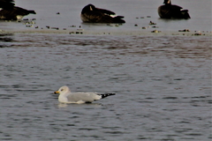 Larus delawarensis