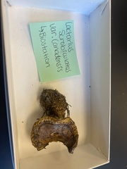 Lactarius scrobiculatus canadensis