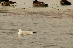 Larus delawarensis