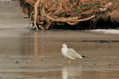 Larus delawarensis