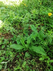 Micranthes micranthidifolia