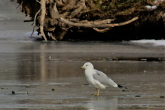 Larus delawarensis