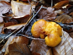 Gymnopilus penetrans