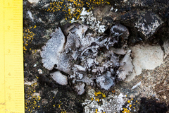 Dermatocarpon americanum