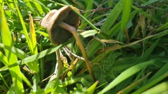 Panaeolus