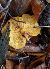Gymnopilus penetrans