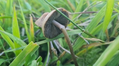 Panaeolus