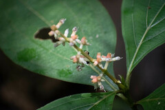Miconia nervosa