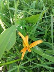 Heliconia psittacorum