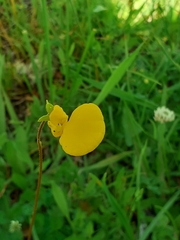 Calceolariaceae
