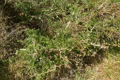 Sophora molloyi