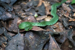 Erythrolamprus typhlus