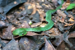 Erythrolamprus typhlus
