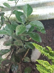 Citrus × aurantium