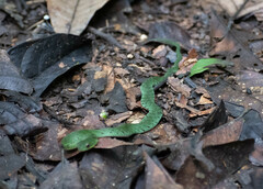 Erythrolamprus typhlus