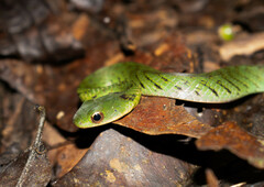 Erythrolamprus typhlus