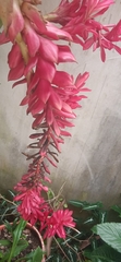 Alpinia