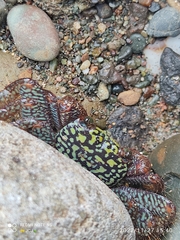 Geograpsus lividus