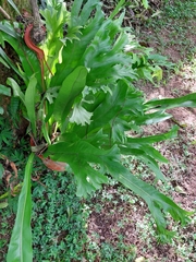Platycerioideae