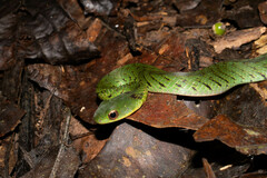 Erythrolamprus typhlus
