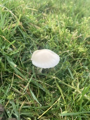 Cuphophyllus virgineus