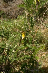 Sophora molloyi