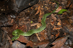 Erythrolamprus typhlus