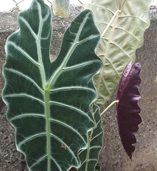 Alocasia amazonica