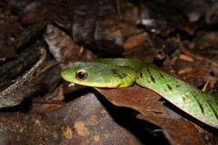 Erythrolamprus typhlus