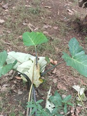 Xanthosoma sagittifolium