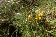Sophora molloyi