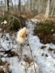 Eriophorum virginicum
