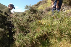 Sophora molloyi