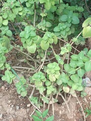 Coleus amboinicus