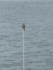 Tyrannus melancholicus