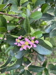 Malpighia emarginata