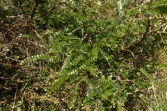 Sophora molloyi