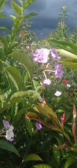 Brunfelsia pauciflora