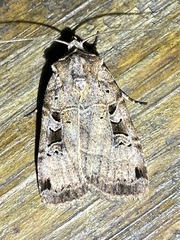 Xestia normanianus